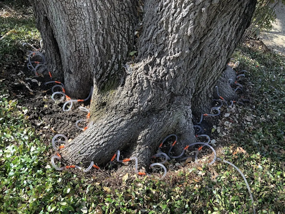 Detailed Tree Cabling and Bracing job site in Coyanosa